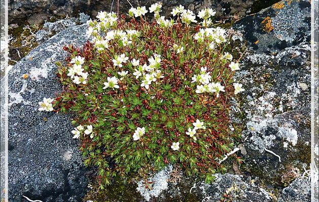 Saxifrage à trois dents, Three-toothed saxifrage (Saxifraga tricuspidata) - Qariaragiuk - Somerset Island - Nunavut - Canada