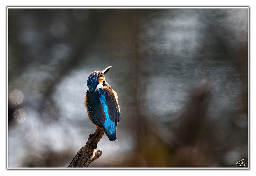 04 - Oiseaux