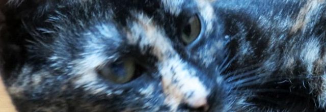 Dimanche c'est chat 