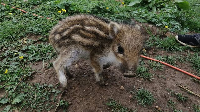Mignonne