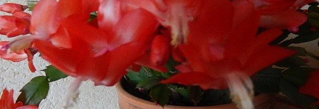Cactus de Noël ...un cadeau du Brésil.