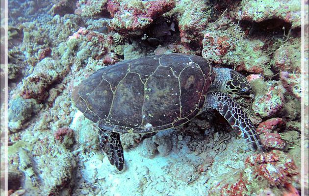 Tortue imbriquée ou à écailles, Hawksbill sea turtle (Eretmochelys imbricata) - Moofushi - Atoll d'Ari - Maldives