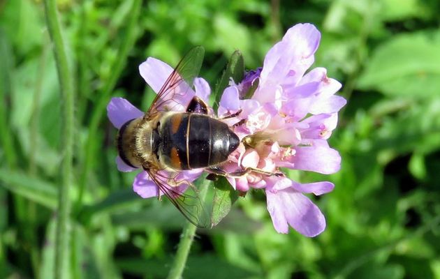une abeille sur une fleur