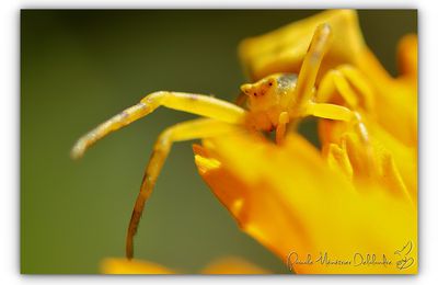 Quelques grandes chasseresses de mon jardin.