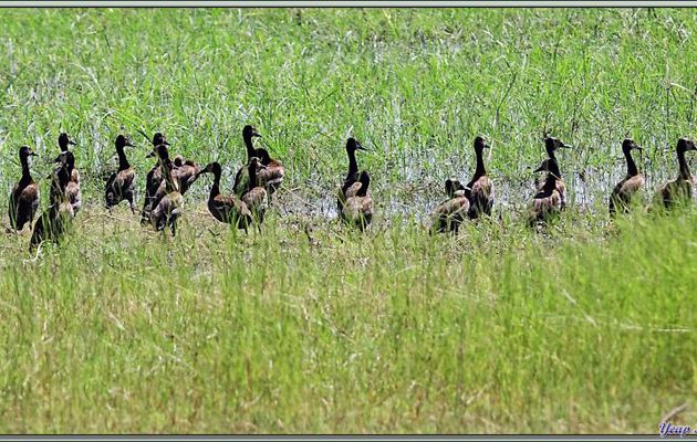 Brochettes de Canards Dendrocygnes veufs, White-faced Whistling Duck (Dendrocygna viduata) - Safari nautique - Parc National de Chobe - Botswana
