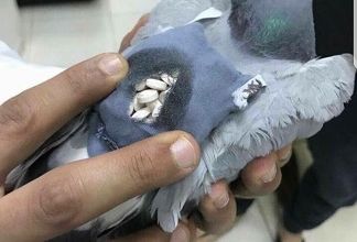 Des pigeons stupéfiants ...