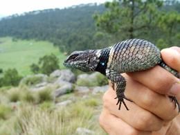 extinction des lézards, marqueur de changement de climat