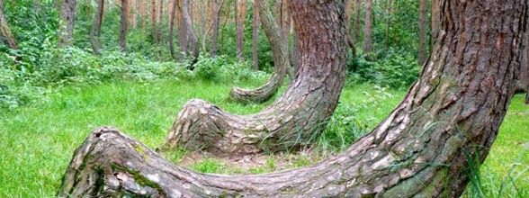 Des forêts insolites ...