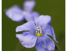 Lin bleu