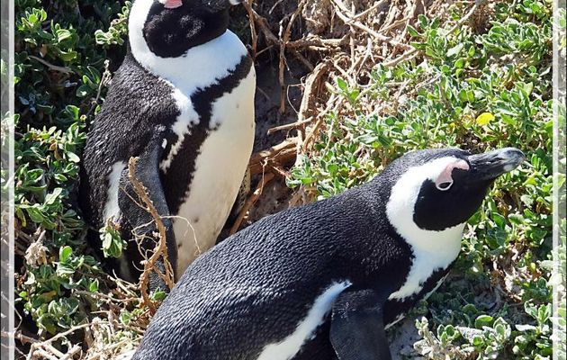 Manchots du Cap, African Penguins (Spheniscus demersus) - Boulders Beach - Simon's Town - Afrique du Sud