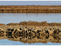 Salin de l’île Saint Martin