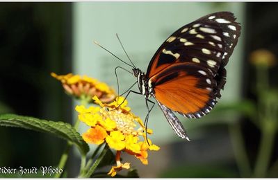 Hecalé (3) - Heliconius hecale