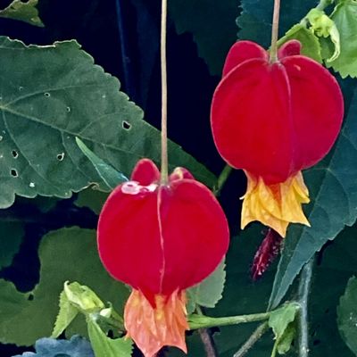 Lampions (Abutilon)