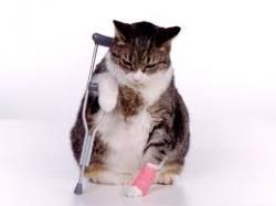 Et encore un pauvre chat!
