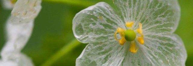  la fleur squelette 