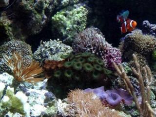 Plantes et animaux marins de Bretagne.