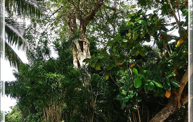 Arbre sacré - Antanambe - Nosy Sakatia - Madagascar