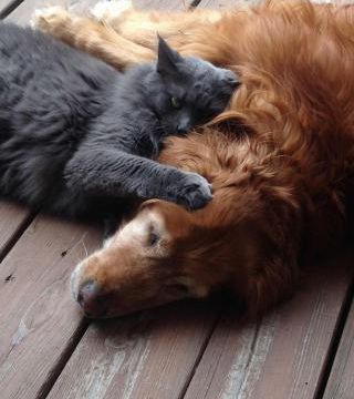 Quoi de mieux qu'un brave chat pour faire une sieste ?