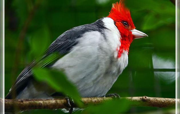 Paroare huppé, Red-crested cardinal (Paroaria coronata) - Parque das Aves - Foz do Iguaçu - Brésil