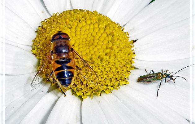 Mouche Syrphe "Epistrophe eligans" mâle et Oedémère noble femelle (Oedemera nobilis) - Lartigau - Milhas - 31