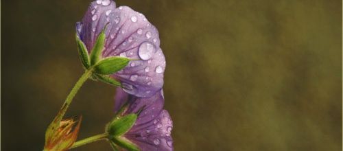 Deux Fleurs