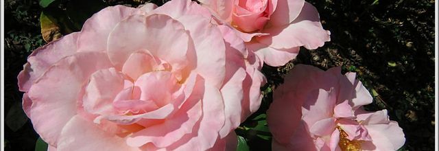 LES  FLEURS  DU  DIMANCHE 