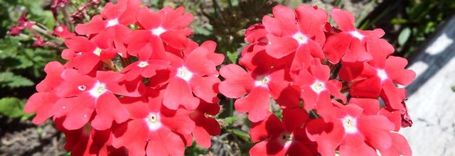 des fleurs pour vous ...