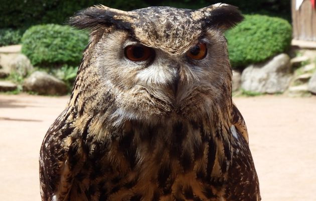 un hibou grand duc !