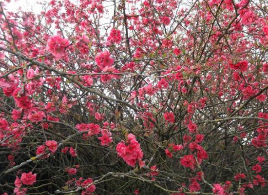 Poémes de  Paul Bergèse : À l?aube du printemps