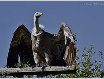 Vautour fauve, Le grand nettoyeur 