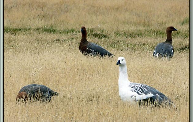 Ouette ou Oie ou Bernache de Magellan (Chloephaga picta) - New Island - Falkland Islands, Iles Malouines, Islas Malvinas