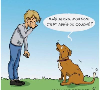 Quelques histoires d'animaux