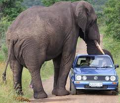 Biocarburants et bouses d'éléphants.