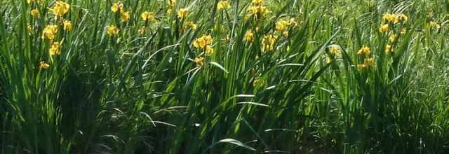 Iris pseudacorus - iris des marais - iris jaune