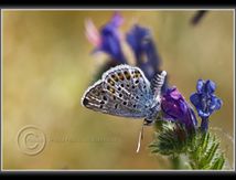Bel-Argus. (Lysandra bellargus) - Lycaenidae