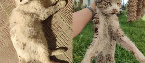 Pourquoi les chats abandonnés sont sales