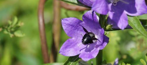 Grosse bestiole noire-violacée