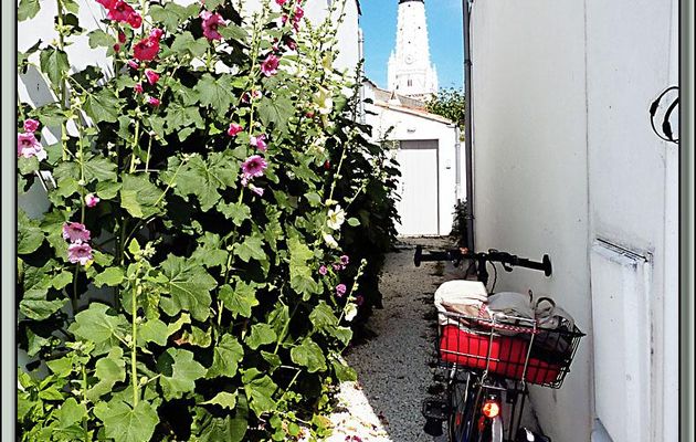 Le vélo, les roses trémières et le clocher - Ars-en-Ré - Ile de Ré - 17