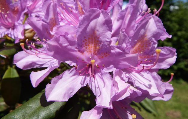 une fleur en macro !