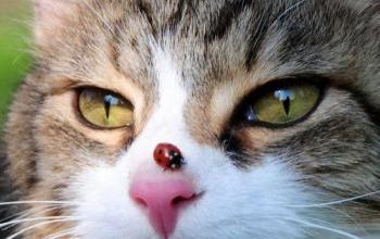 Pourquoi les chats ont une pupille verticale ?