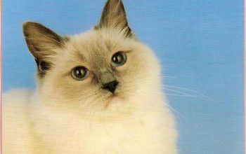 Le radgoll blue mitted