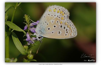 Petits ou grands, jolis Papillons d'ici et d'ailleurs...