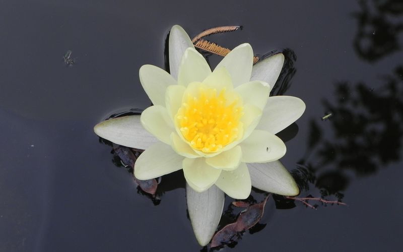 Fleur de mon bassin de jardin