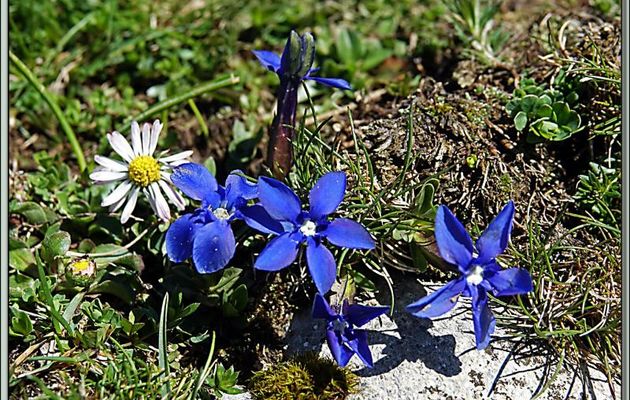 Gentiane de printemps ou printanière (Gentiana verna) - Col de Consires - Couledoux - 31