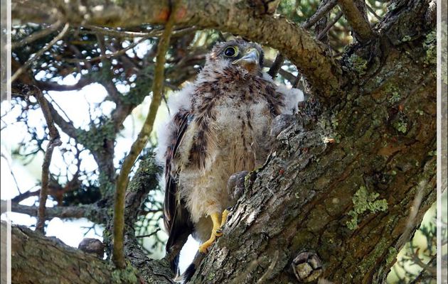Gros poussin d'Emouchet ou Faucon crécerelle, Common Kestrel (Falco tinnunculus) - La Couarde-sur-Mer - Ile de Ré - 17