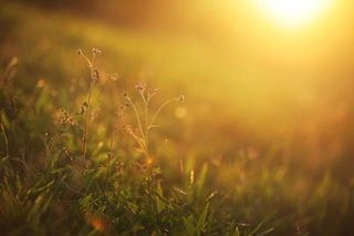 Solstice d'été !!! 