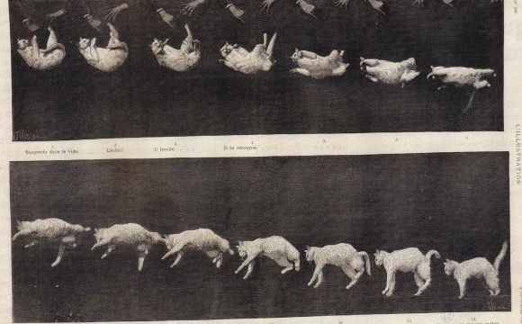 Pourquoi les chats retombent toujours sur leurs pattes ? (1)
