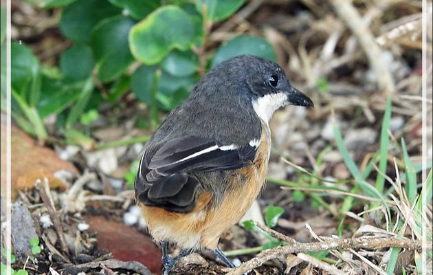Gonolek boubou, Southern Boubou (Laniarius ferrugineus) - Cape Point - Afrique du Sud