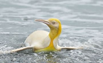 Le pingouin jaune ... 