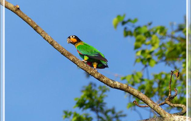 Perroquet Caïque de Barraband, Orange-cheeked Parrot (Pyrilia barrabandi) - Puerto Maldonado - Pérou
